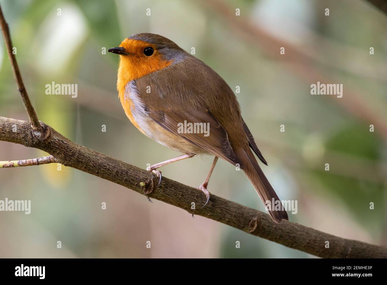 Robin rosso uccello (Erithacus rubbecula) Sussex orientale, Inghilterra, Regno Unito Foto Stock