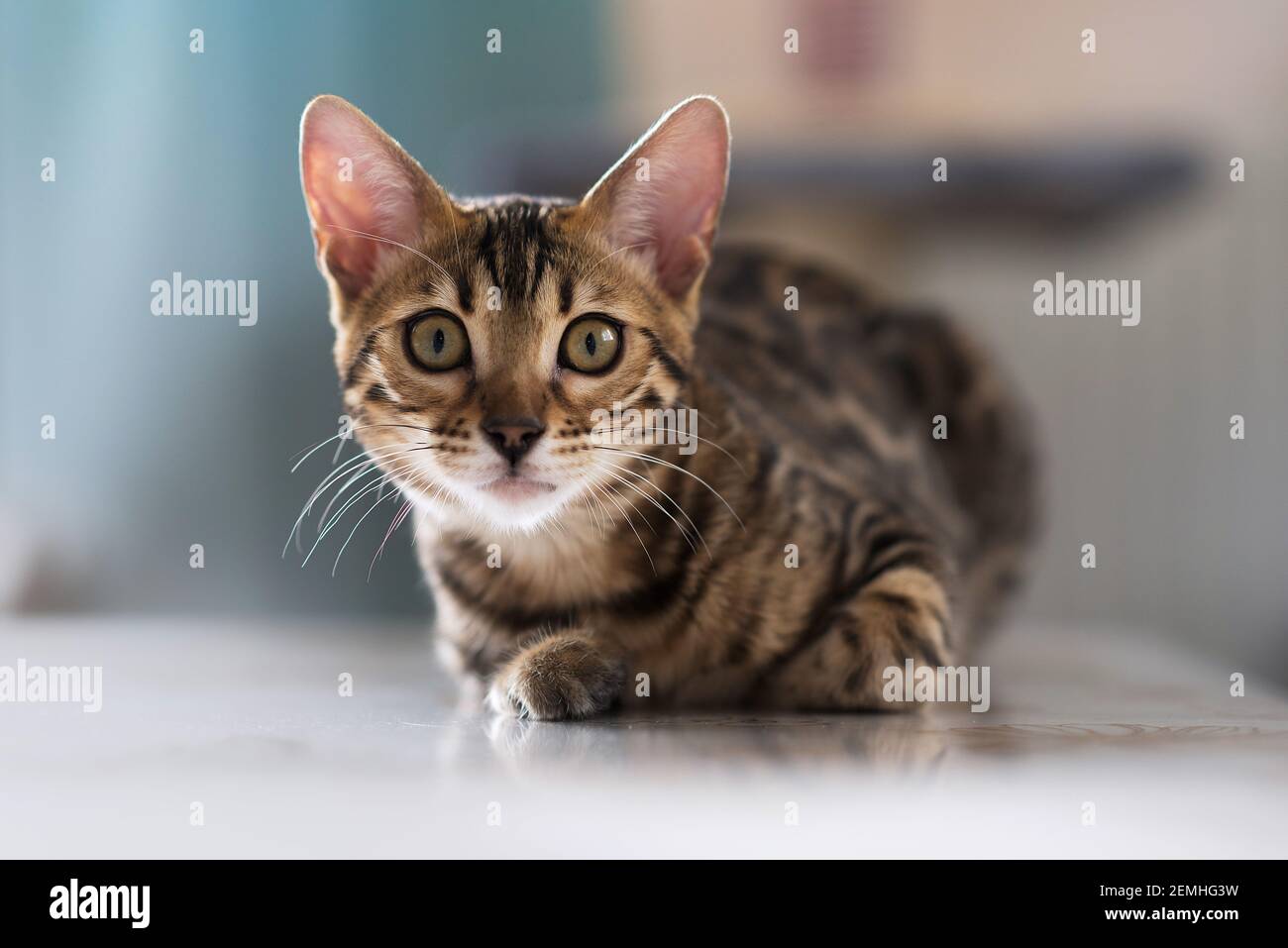 Gattino Bengala che ti guarda Foto Stock