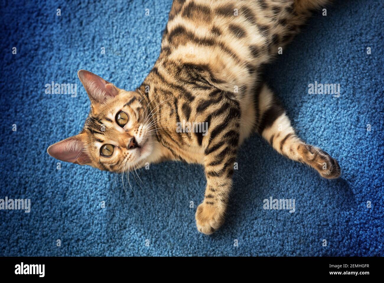 Gattino bengala su sfondo blu Foto Stock