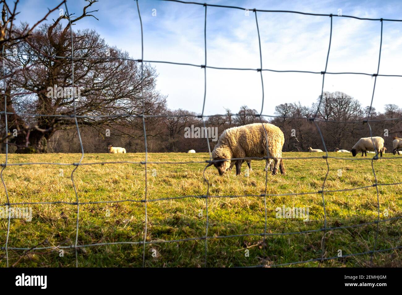 Vista attraverso una recinzione di filo di pecora che pascolano in un Campo in Chislehurst Foto Stock