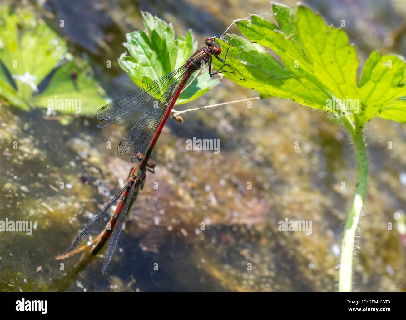 Un paio di grandi Dasselflies rossi (Pyrhosoma nymphula) su un laghetto giardino. Il maschio tiene la femmina dalla testa mentre depone le uova (Inghilterra, Regno Unito) Foto Stock