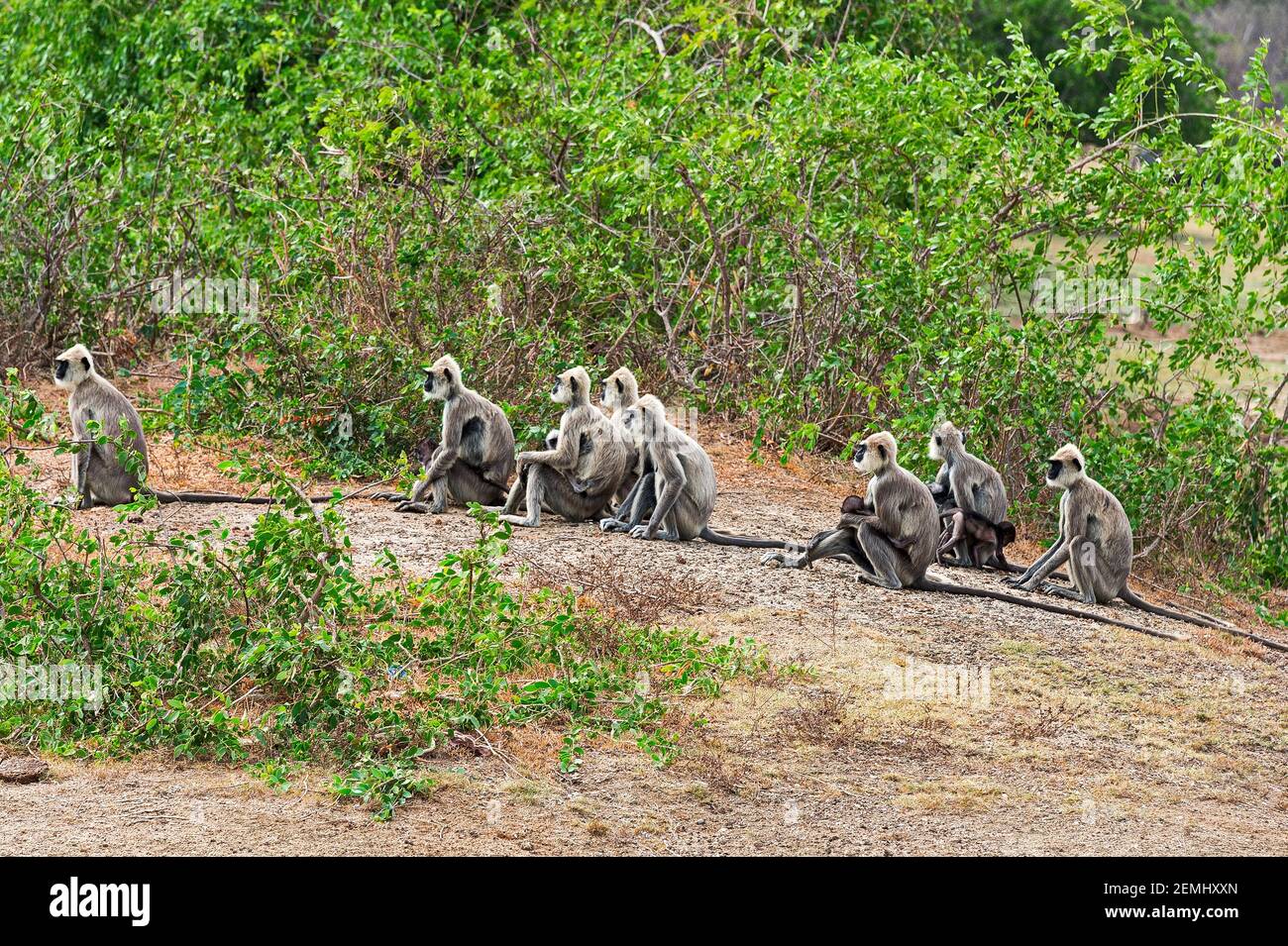 Scimmie allineate nel parco Yala in Sri Lanka Foto Stock