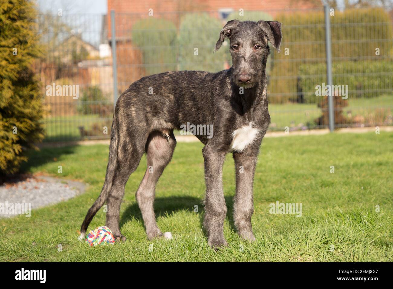 Cucciolo di Deerhound scozzese Foto Stock