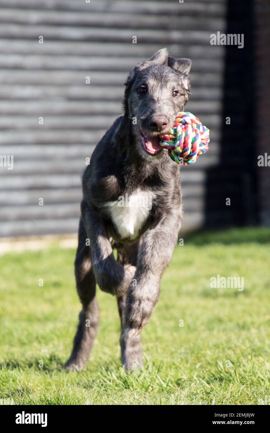 Cucciolo di Deerhound scozzese Foto Stock