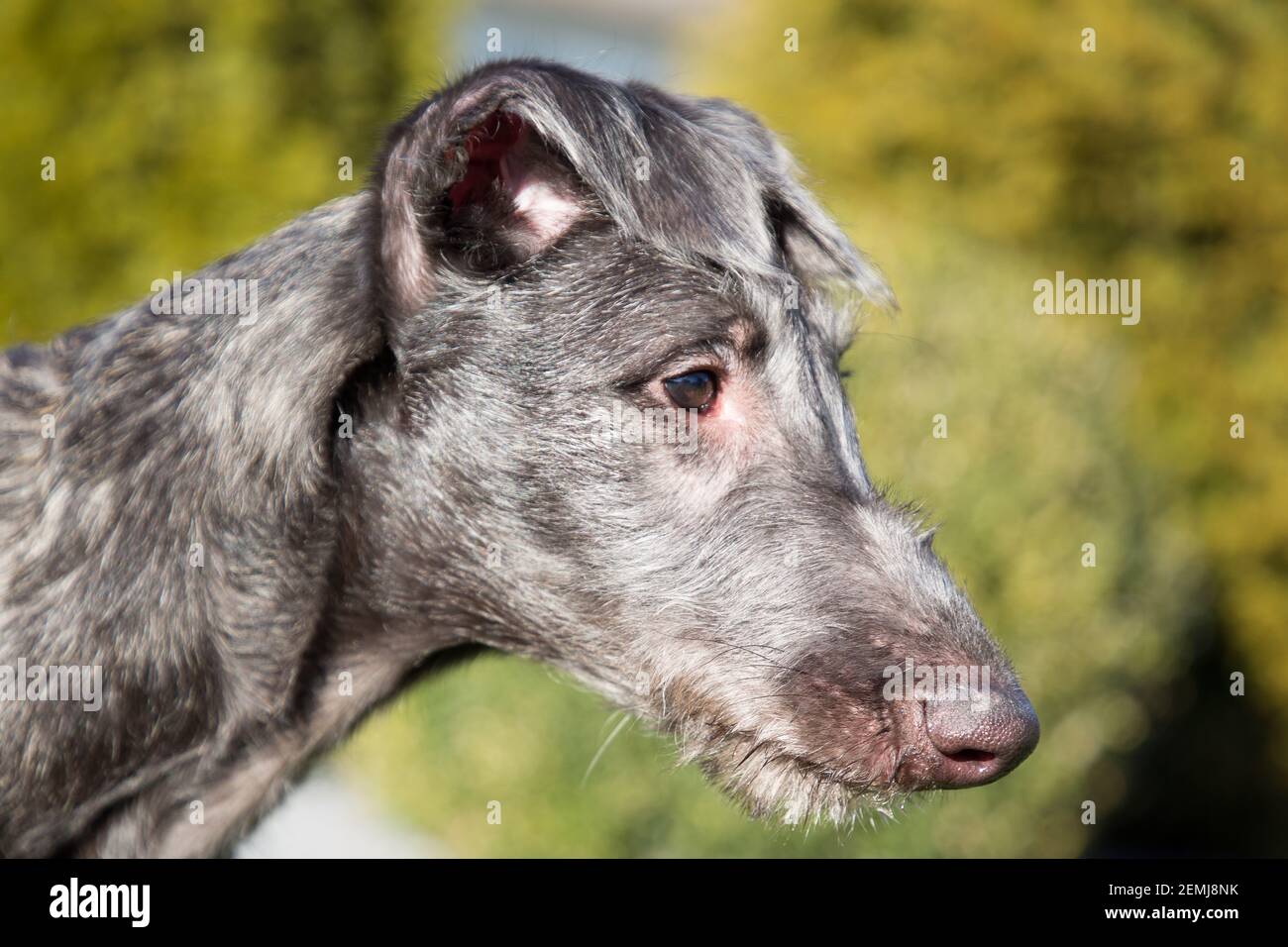Cucciolo di Deerhound scozzese Foto Stock