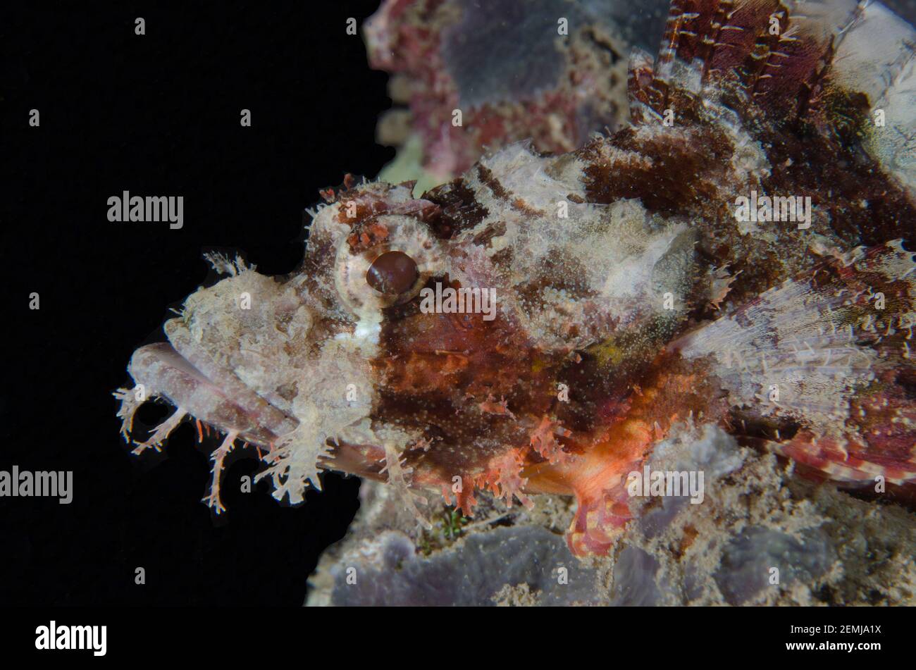 Scorpionfish, Scorpaenopsis oxycephala, immersione notturna, Mimpi Channel sito di immersione, vicino Menjangan Island, Bali, Indonesia Foto Stock