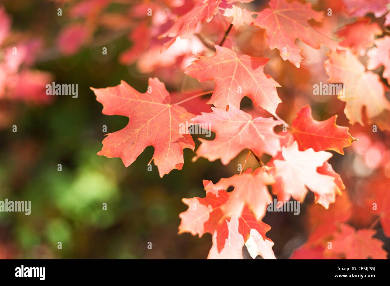 Foglie d'autunno rosse e arancioni Foto Stock