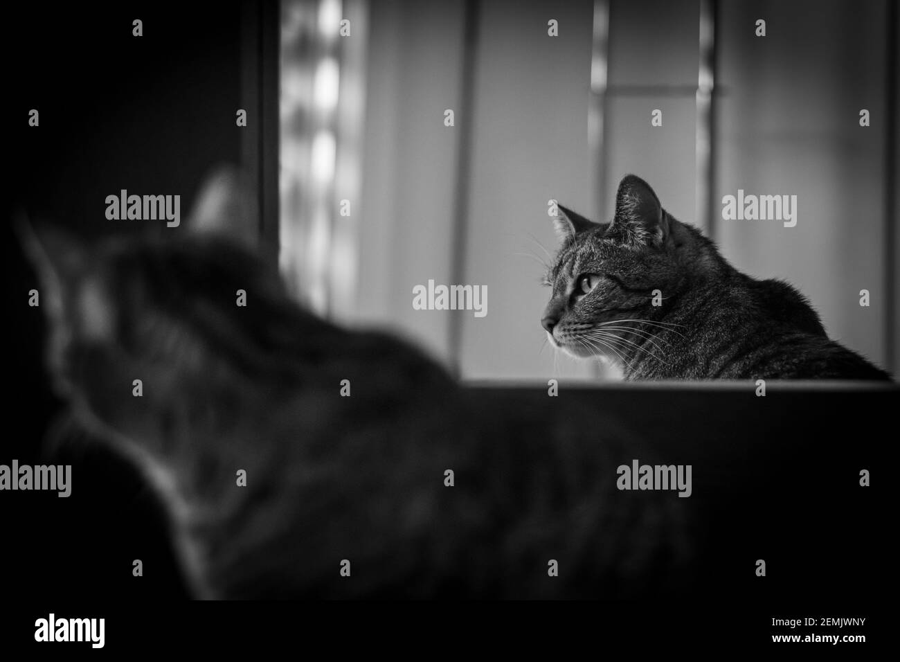 Cat davanti a uno specchio con riflesso a fuoco - in bianco e nero Foto Stock