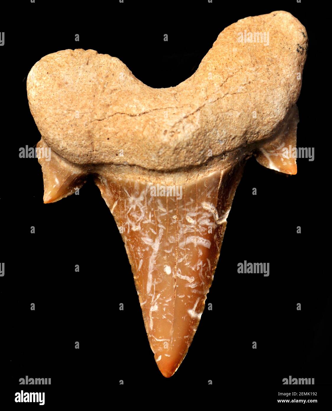 Dente dello squalo di Achersoni - specie Serratolamna aschersoni - tipo estinto Di sgombro Shark dal primo Eocene (50-55m anni) lunghezza c23mm Foto Stock
