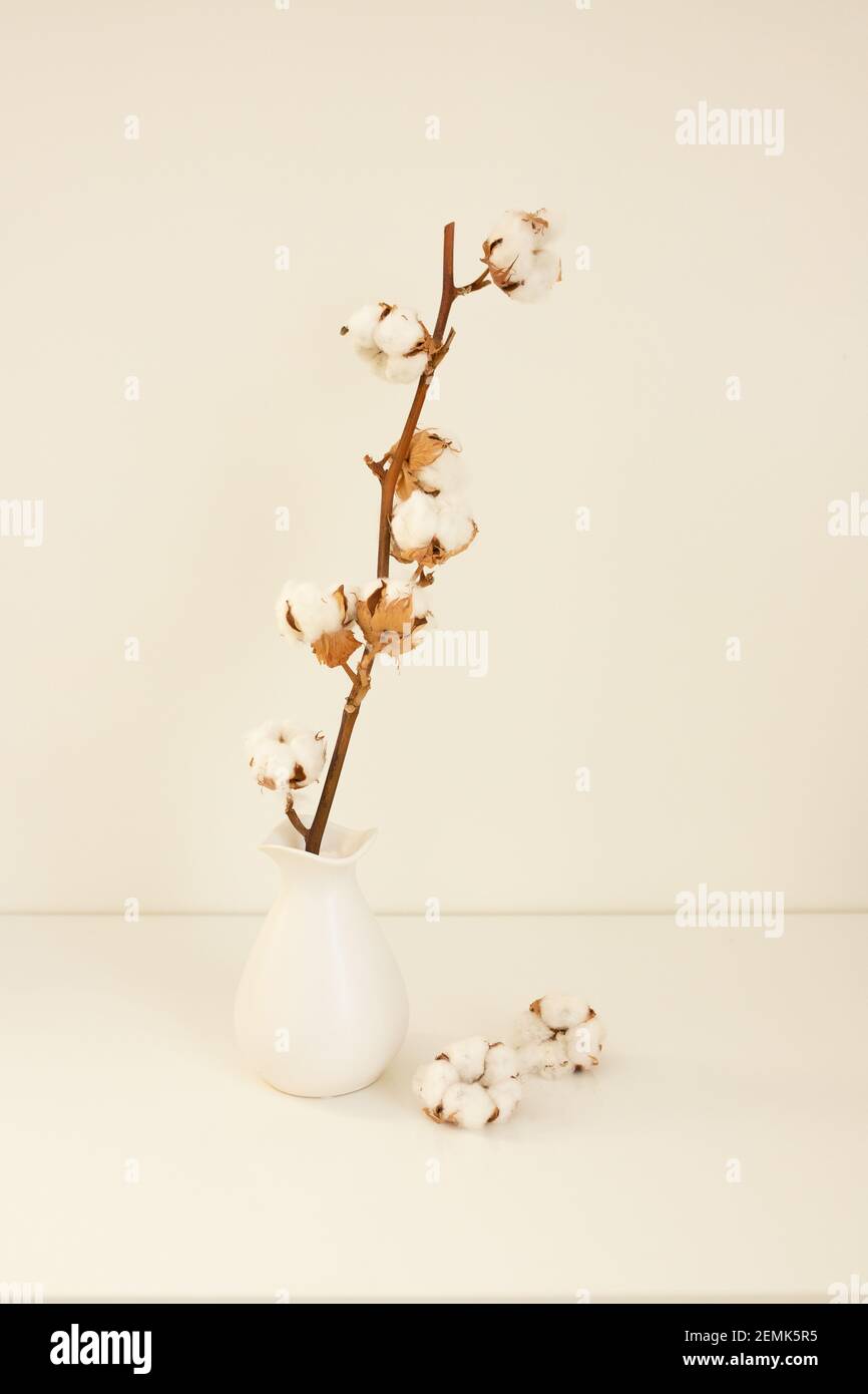 Alta composizione chiave con un vaso bianco e un ramo di cotone. Concetto di minimalismo. Design degli interni, stile scandinavo. Foto di alta qualità Foto Stock