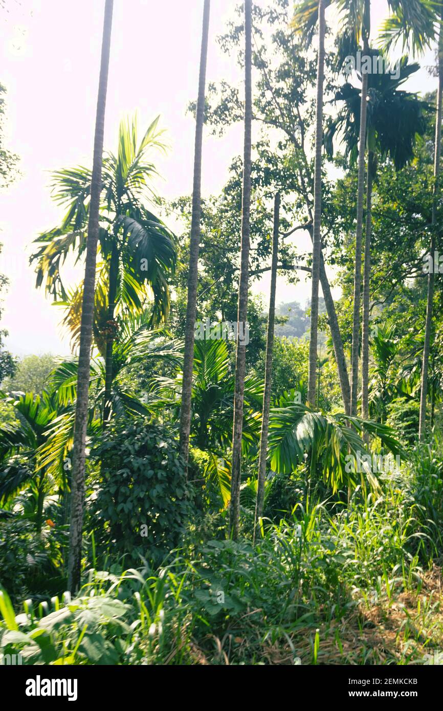 Palmeto e foresta pluviale. La natura dello Sri Lanka, in inverno Foto Stock