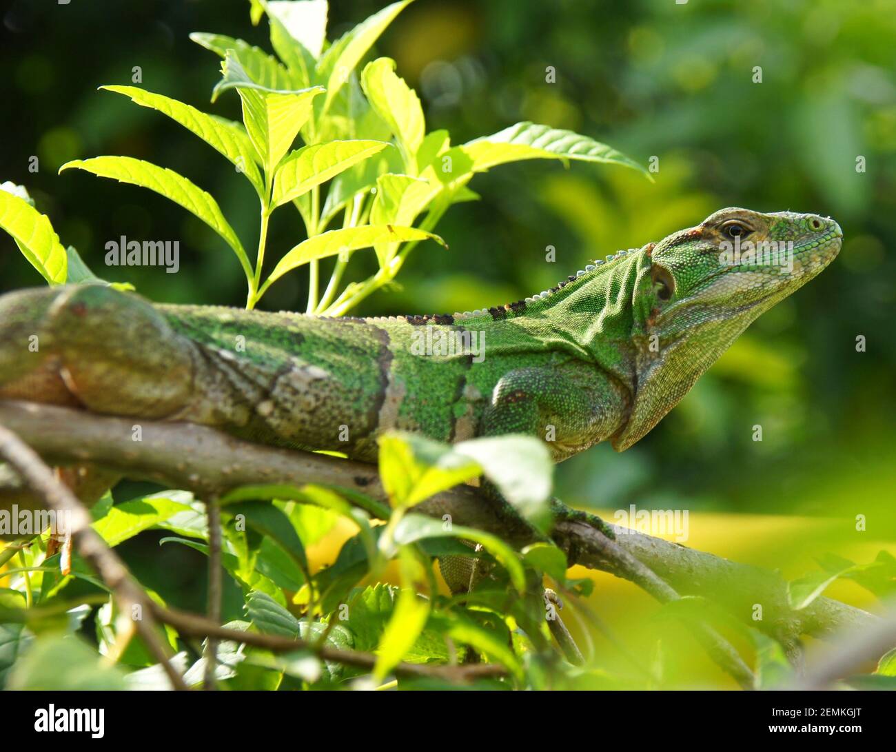 giovane iguana verde, grande lucertola seduta sul ramo dell'albero Foto Stock