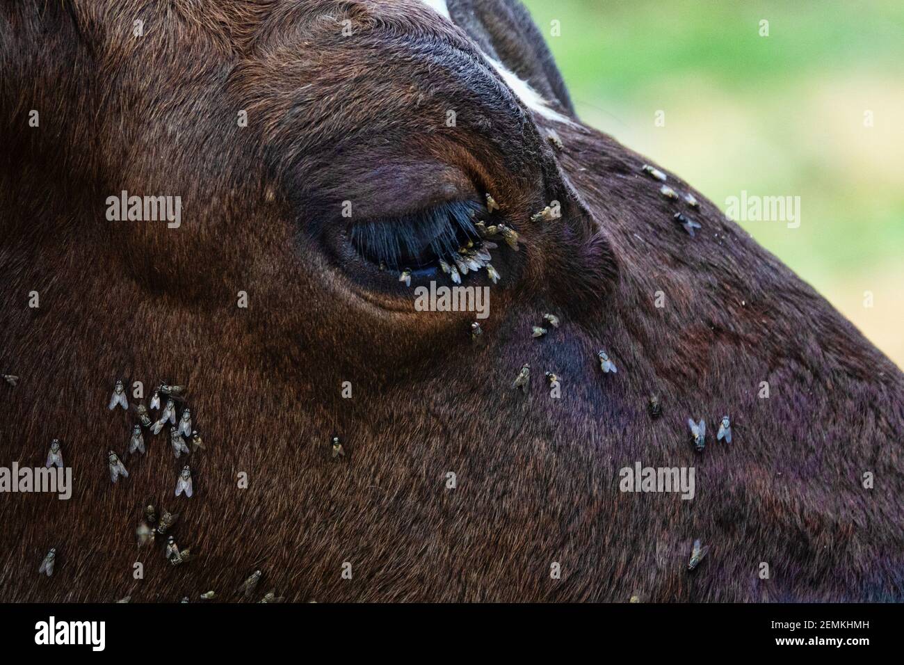 Scienza veterinaria. Mucca musche fastidiose (mosca facciale, musca autumnalis), hanno bisogno di lunghe ciglia, orecchie. Le mosche sono nocive all'ingrasso e alla resa del latte, infettano Foto Stock