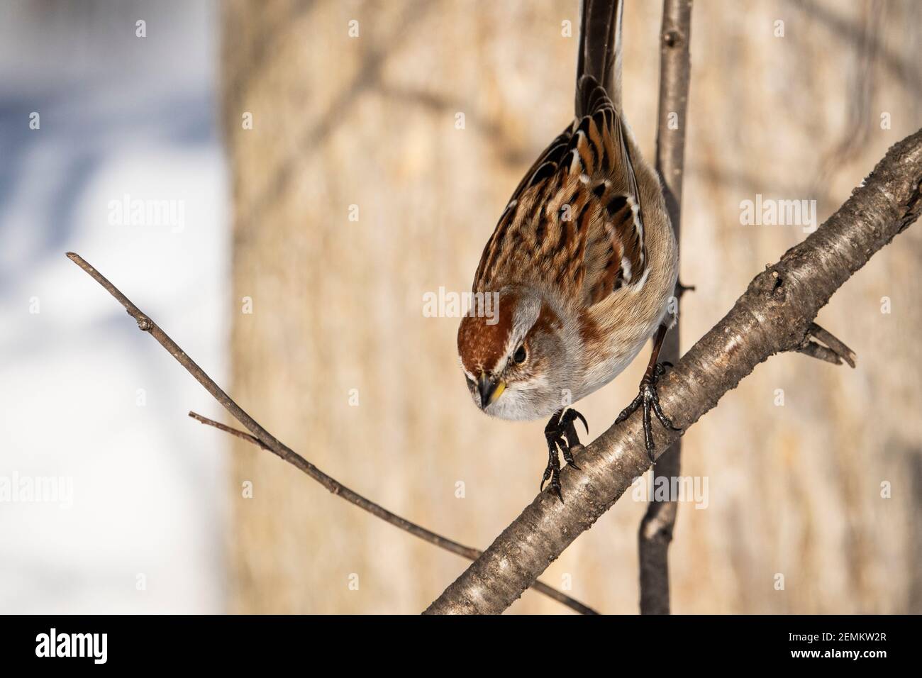 American Tree Sparrow foraging per semi vicino ad un alimentatore di uccelli durante l'inverno. Foto Stock