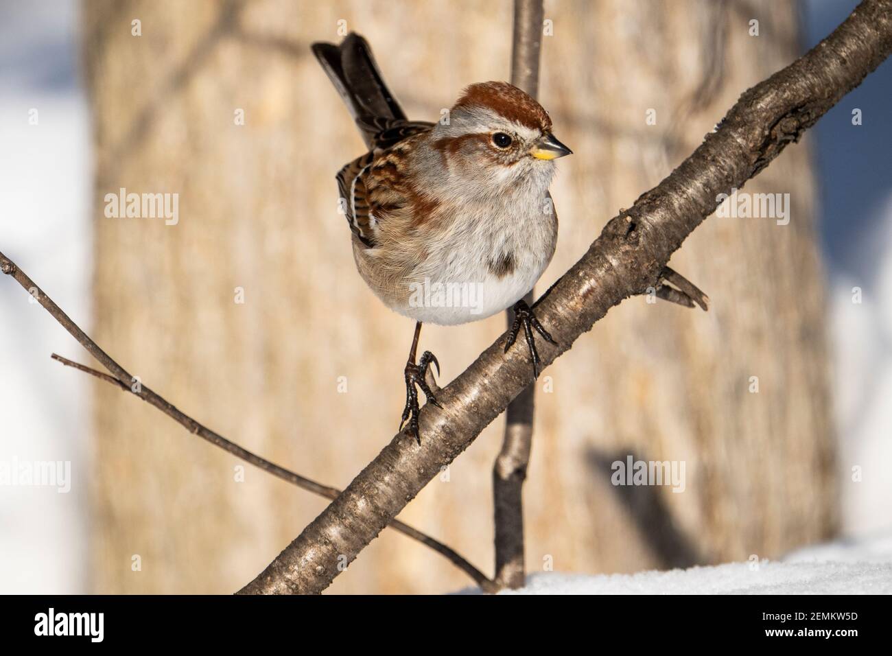 American Tree Sparrow foraging per semi vicino ad un alimentatore di uccelli durante l'inverno. Foto Stock