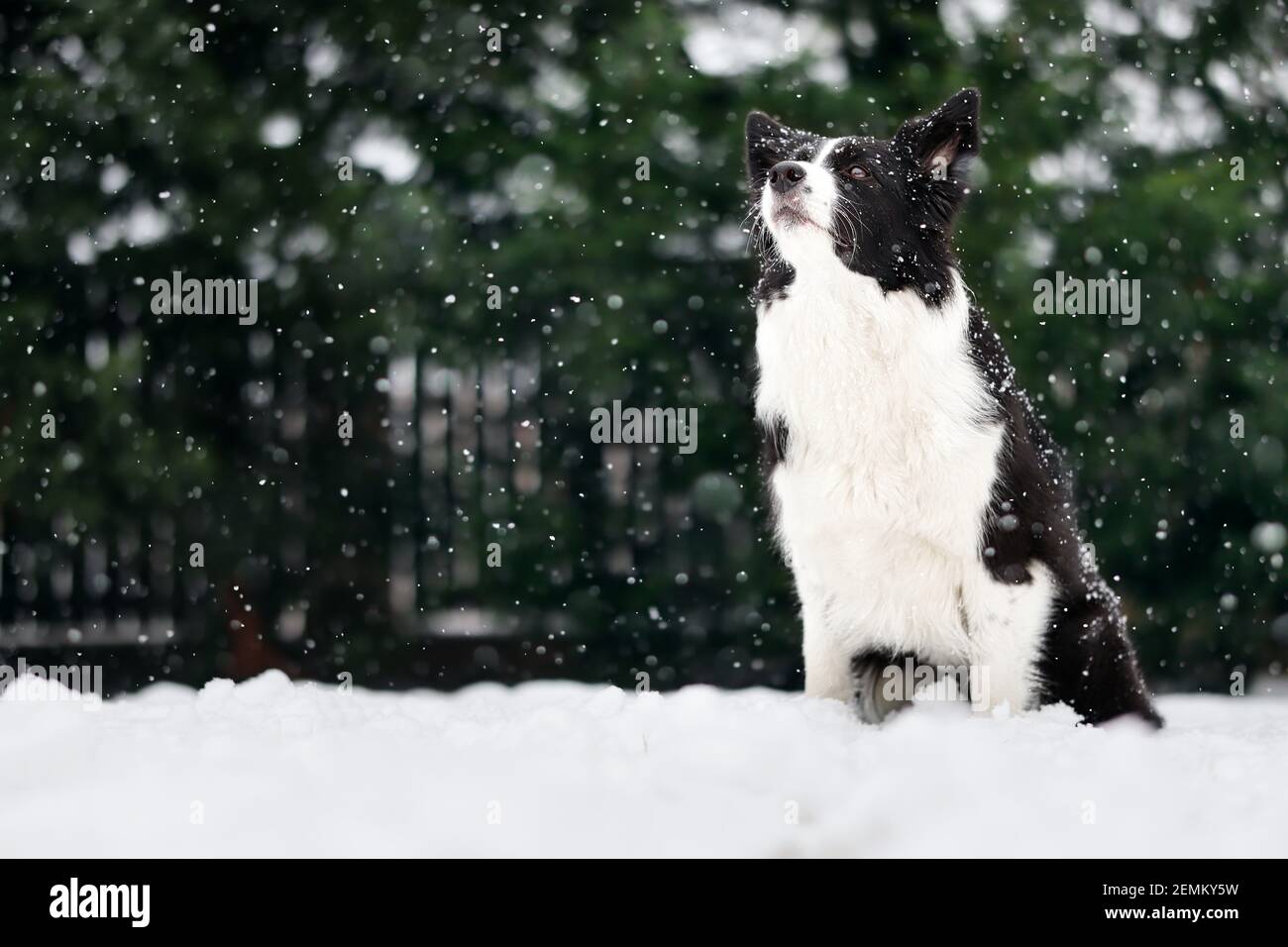 Siedendo bordo Collie nel Giardino durante la nevicata. Adorabile cane bianco e nero gode inverno freddo giorno nella neve. Foto Stock