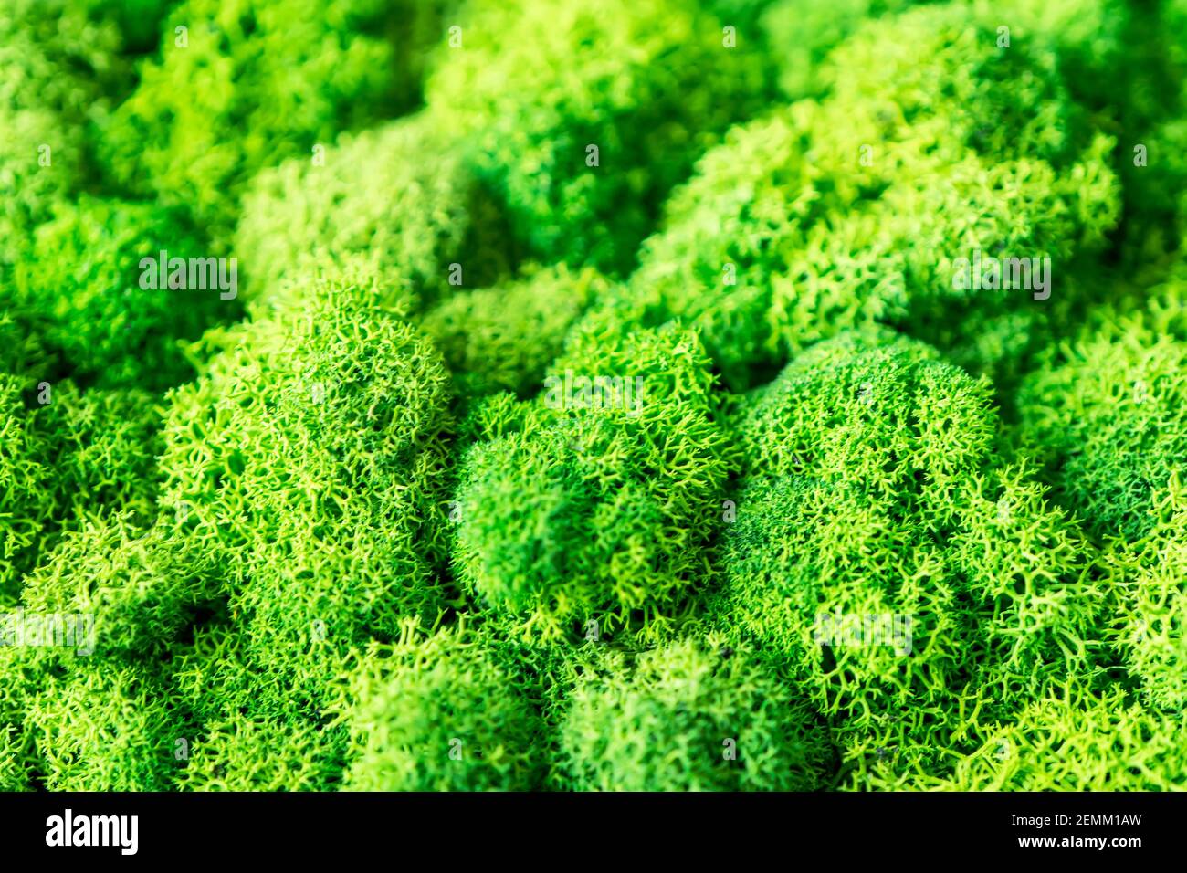 decorativo splendido sfondo di muschio verde primo piano Foto Stock