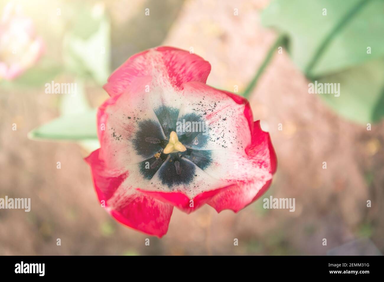 Tulipano rosa in fiore da vicino con una luce proveniente da sole Foto Stock