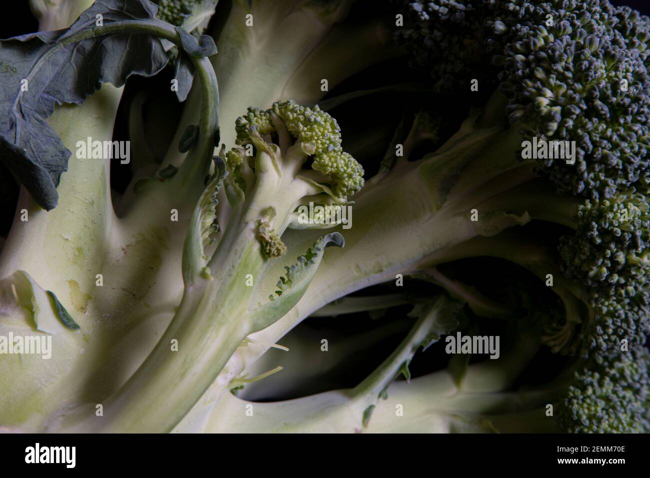 Primo piano di un broccoli Foto Stock