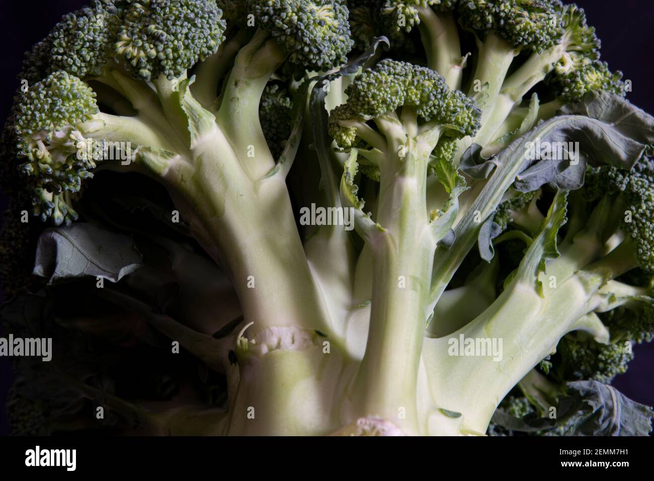 Primo piano di un broccoli Foto Stock