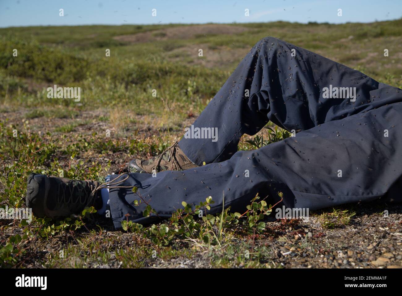 Primo piano delle gambe di pantaloni dell'uomo ricoperte di zanzare, adagiato sulla tundra artica in estate, territori del Nord-Ovest, Artico del Canada. Foto Stock