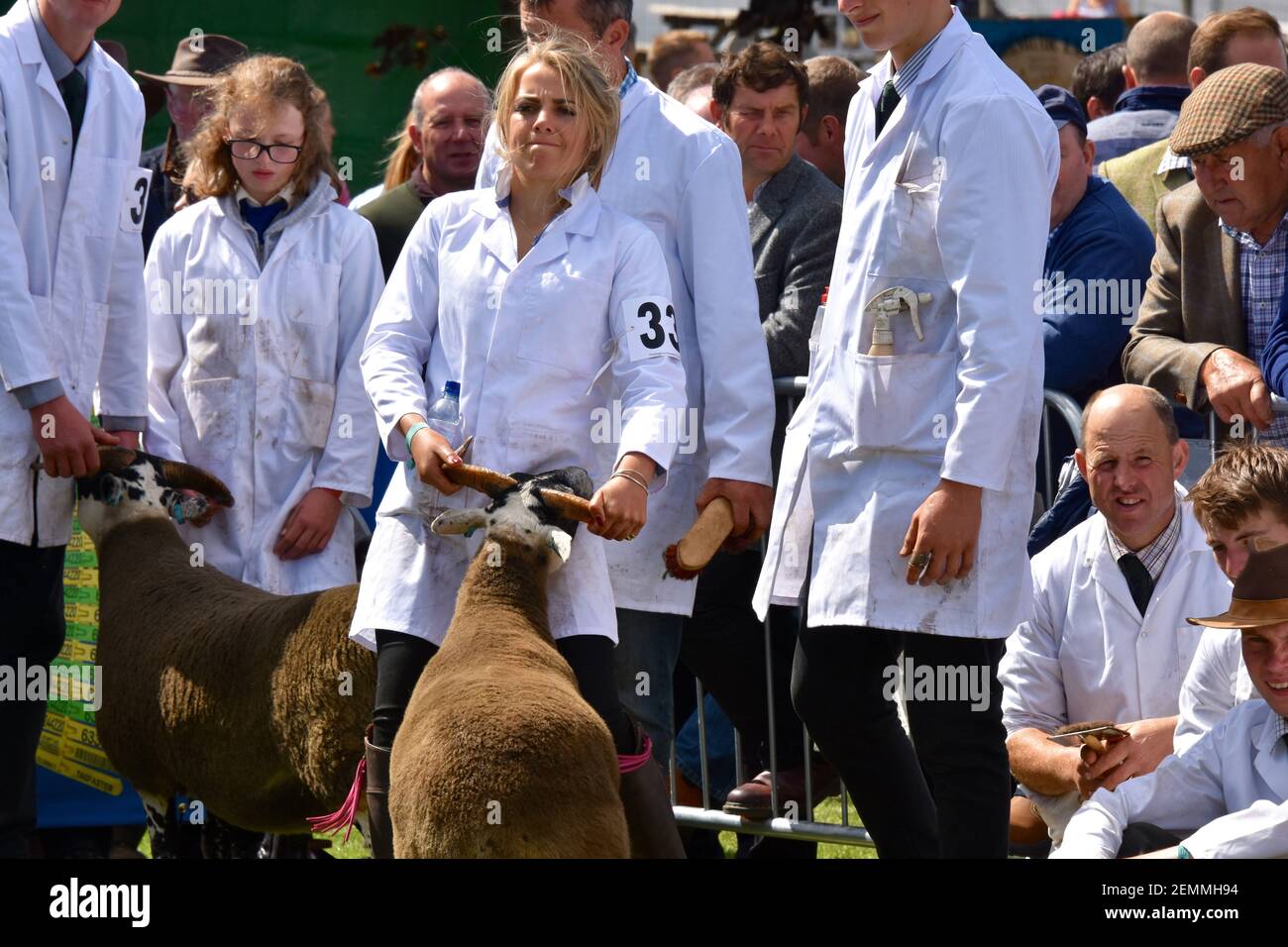 Black face Sheep with female exhibitor , Anna MacKinnon, at Royal Highland Show, Scotland, UK] Foto Stock