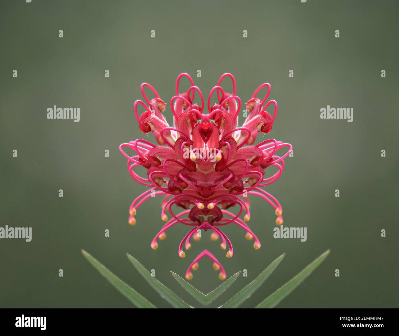 Grevillea banksii, una composizione vegetale nativa a fiore sempreverde su sfondo verde naturale. Foto Stock