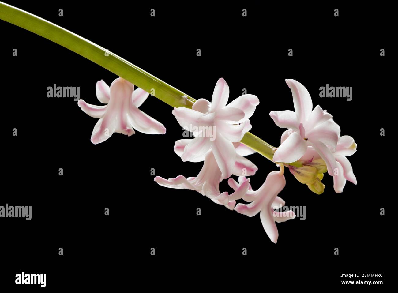Questa macro immagine di una pianta di Hyacinthus è ben conosciuta per i suoi fiori colorati, spesso visualizzati come una pianta di casa a causa dell'emissione di un bel profumo Foto Stock