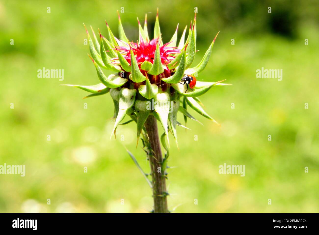 Lady Bug seduta sul fiore di un thistle dentro un prato primaverile Foto Stock