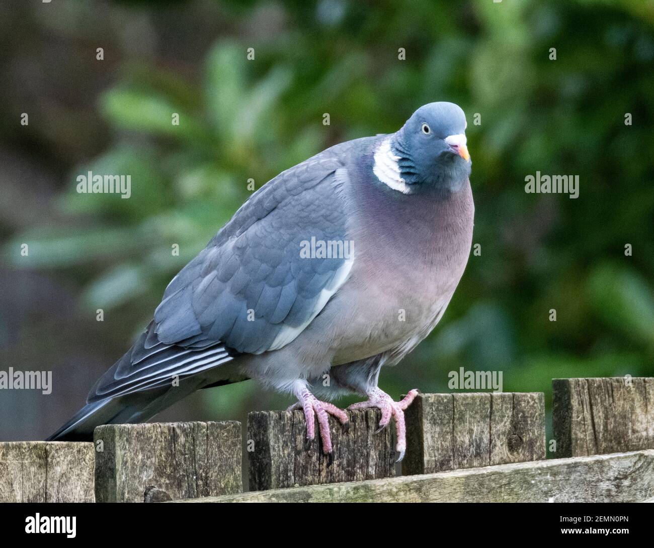 Woodpigeon comune, ( Columba Palumbus) arroccato sulla cima di un alimentatore di uccelli, Livingston, West Lothian, Scozia, Regno Unito. Foto Stock