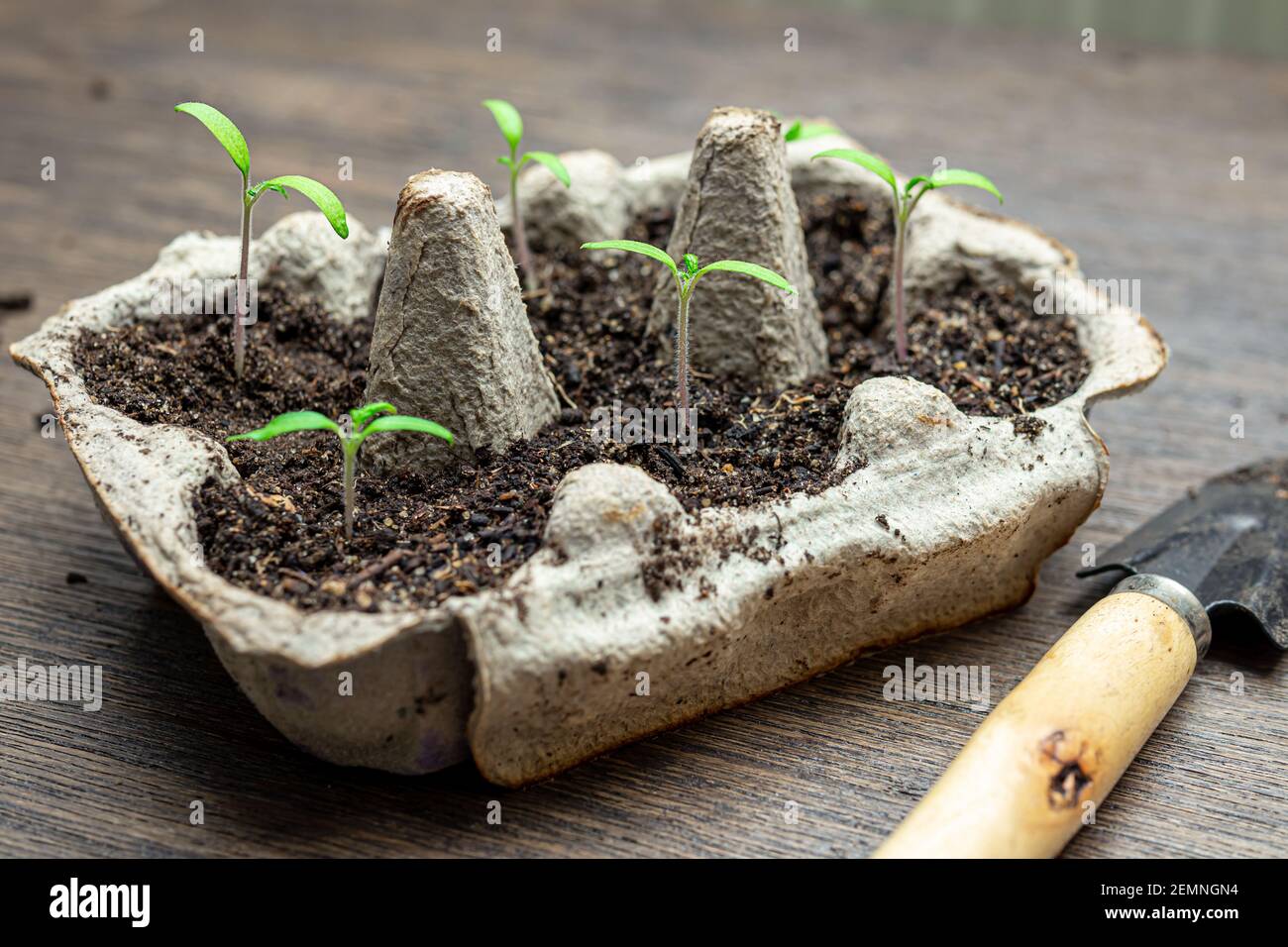 Scatola di uova riutilizzata con giovani germogli verdi di pomodori, il concetto di giardinaggio ecologico e la coltivazione del proprio cibo a casa Foto Stock