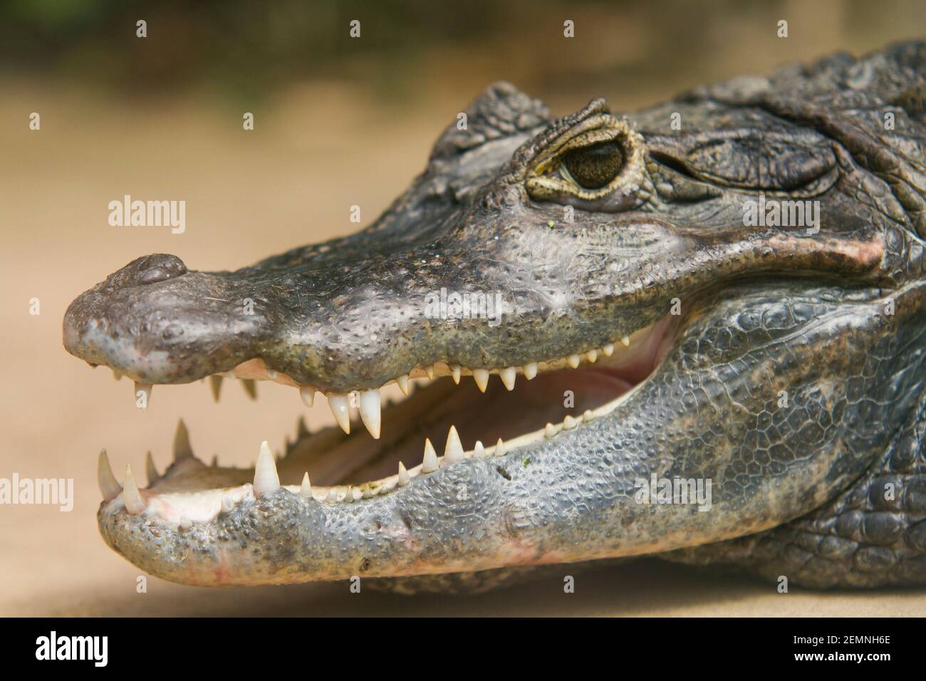 Caiman sudamericano Foto Stock