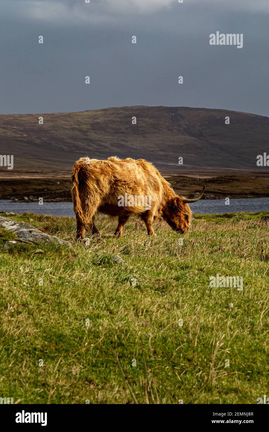 Una mucca delle Highlands che pascolano vicino ad un lago, sull'isola Ebridea del nord Uist Foto Stock