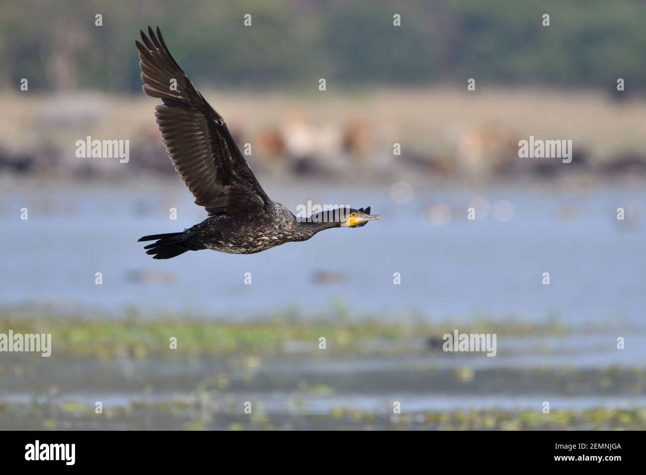 Il grande uccello cormorano sta volando sopra la paludi Foto Stock