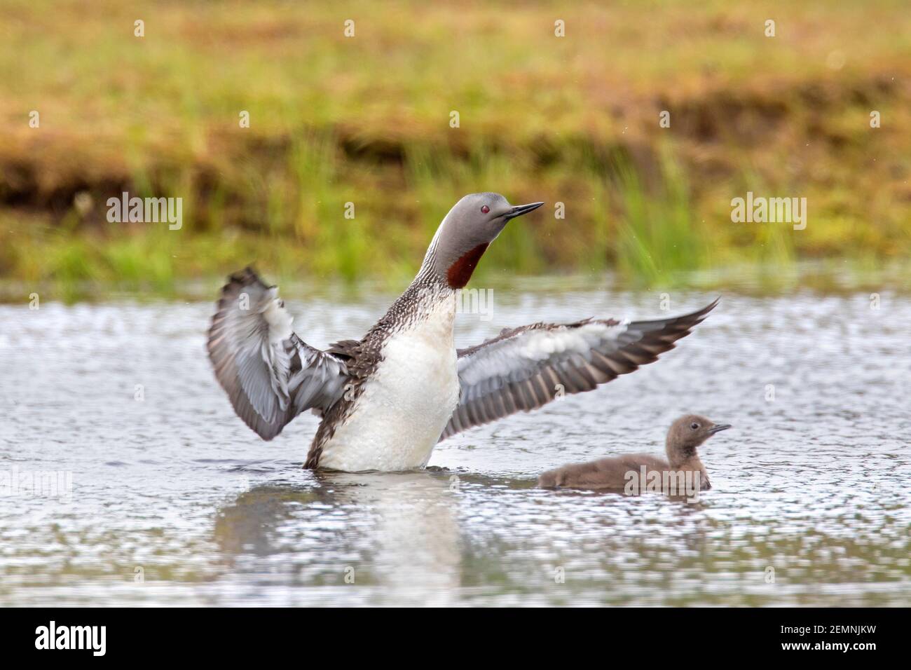 loon a gola rossa / subacqueo a gola rossa (gavia stellata) nell'allevamento piumaggio nuotare con pulcino e flapping le sue ali in lago d'estate Foto Stock