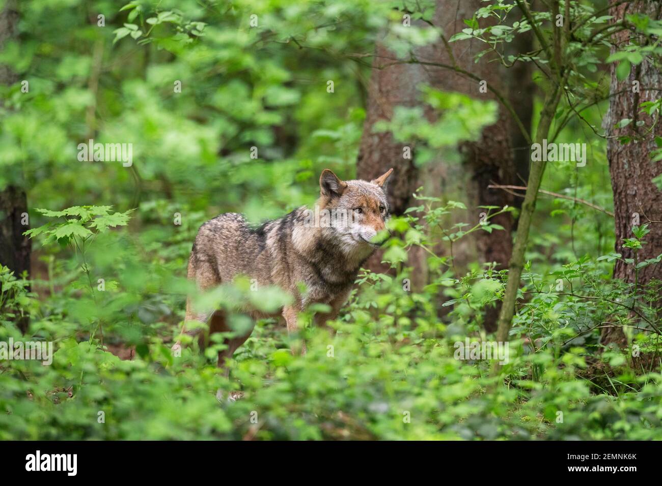 Lupo solitario eurasiatico / lupo grigio europeo / lupo grigio (Canis lupus) caccia in sottobosco / thicket in foresta Foto Stock