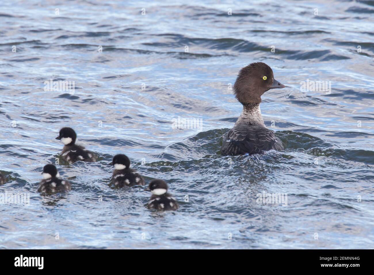 Il goldeneye di Barrow (Bucephala islandica) femmina che nuota con pulcini nel lago Mývatn, Islanda Foto Stock