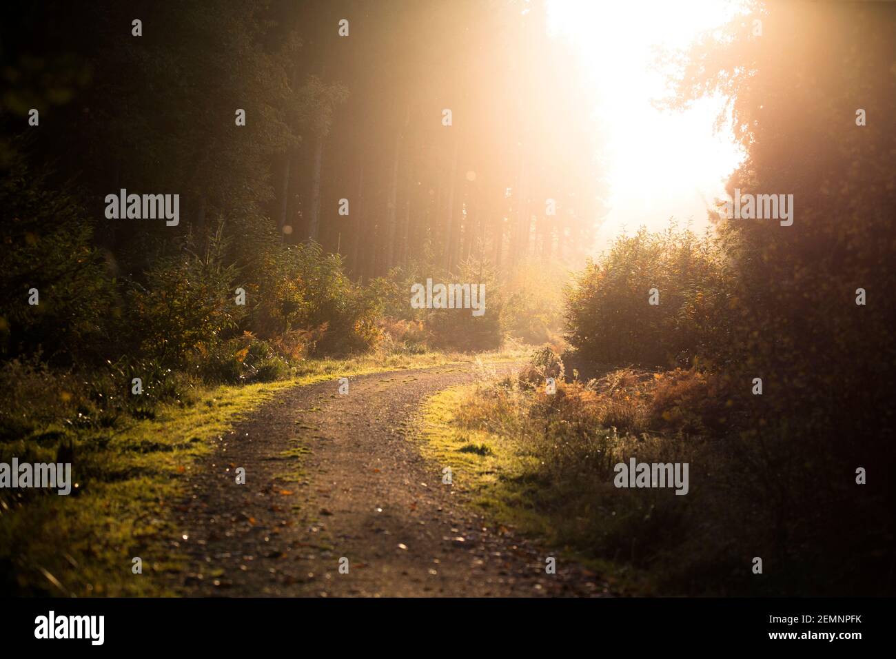 Un sentiero attraverso i boschi al tramonto Foto Stock