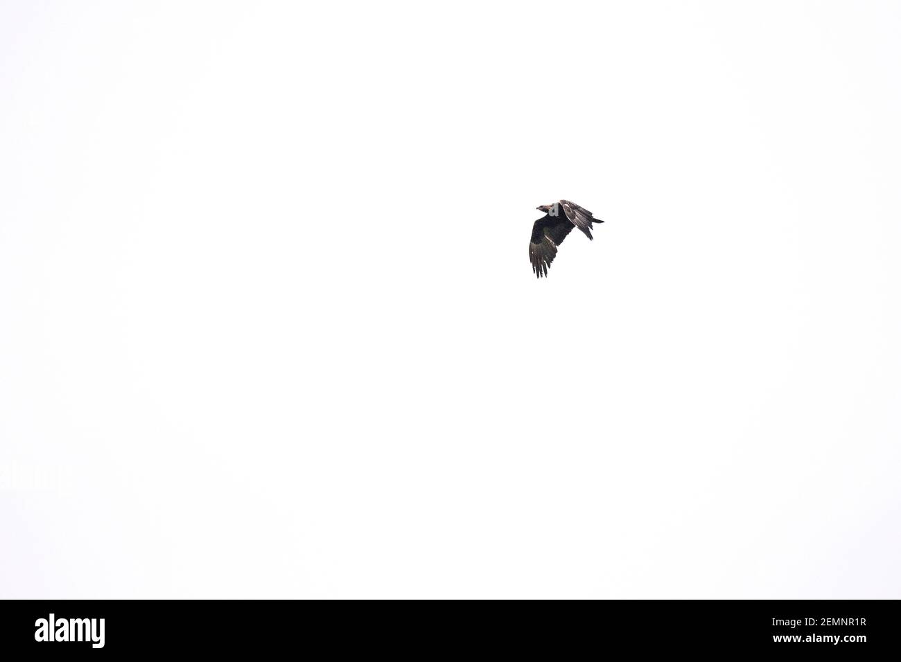 Una fotografia a distanza di un'aquila d'oro che vola Foto Stock
