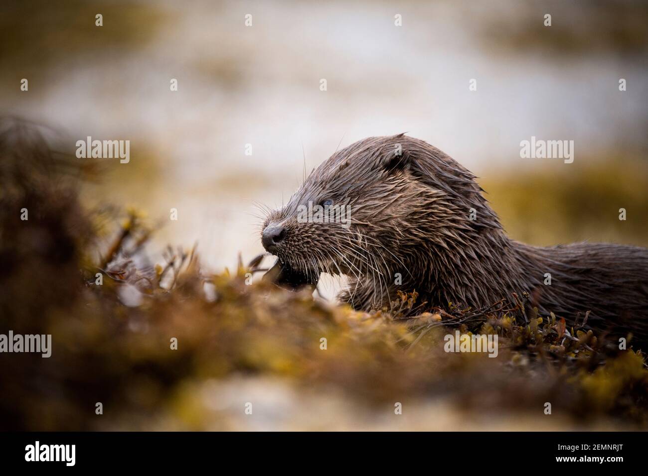 Una giovane lontra eurasiatica che mangia uno sgombro in riva al mare Foto Stock