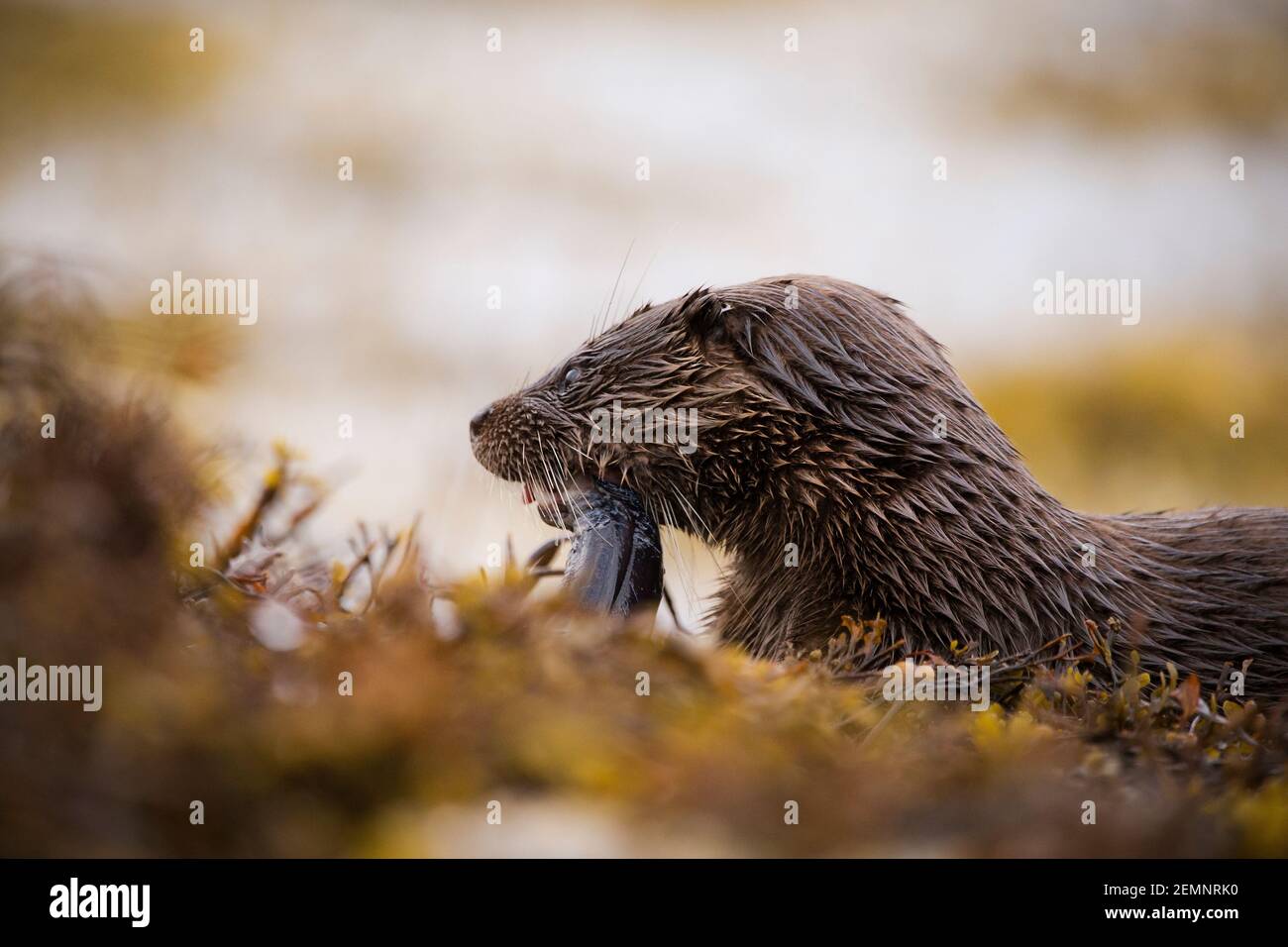 Una giovane lontra eurasiatica che mangia uno sgombro in riva al mare Foto Stock