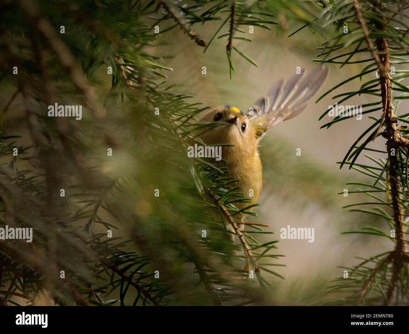 Un uccello Goldcrest che batte la sua ala in un albero di conifere Foto Stock