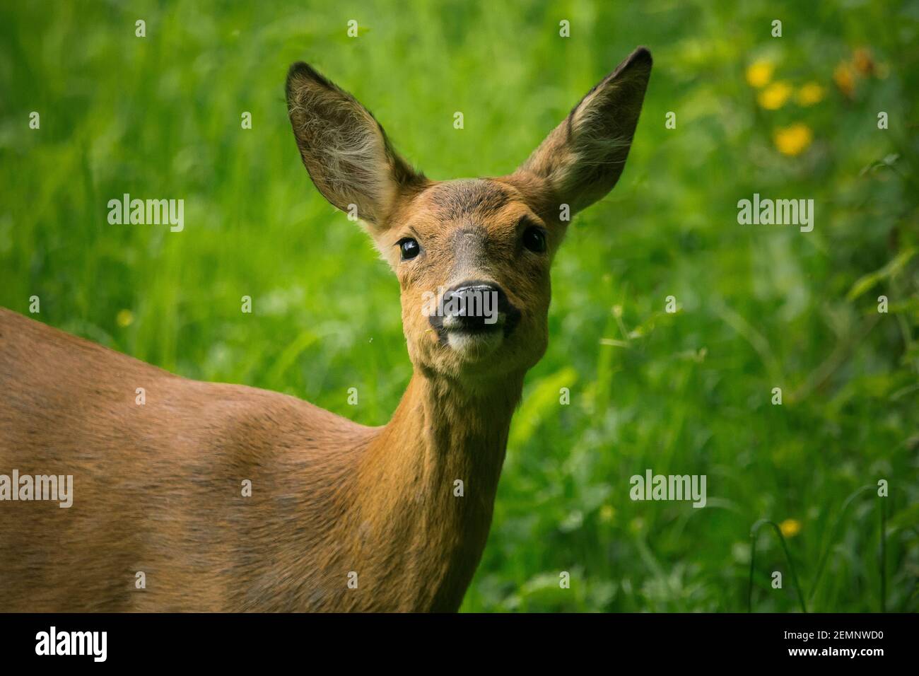 Un primo piano di una femmina Roe Deer Foto Stock