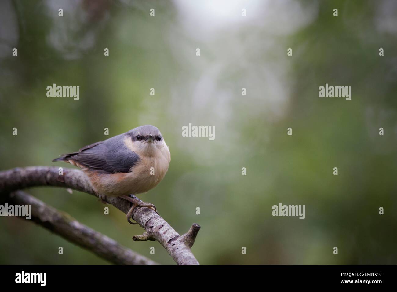 Un uccello di nuthatch sedette su un ramo Foto Stock