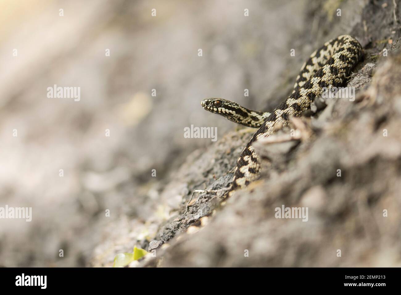 Un serpente sommatore si accoccolò su una roccia Foto Stock