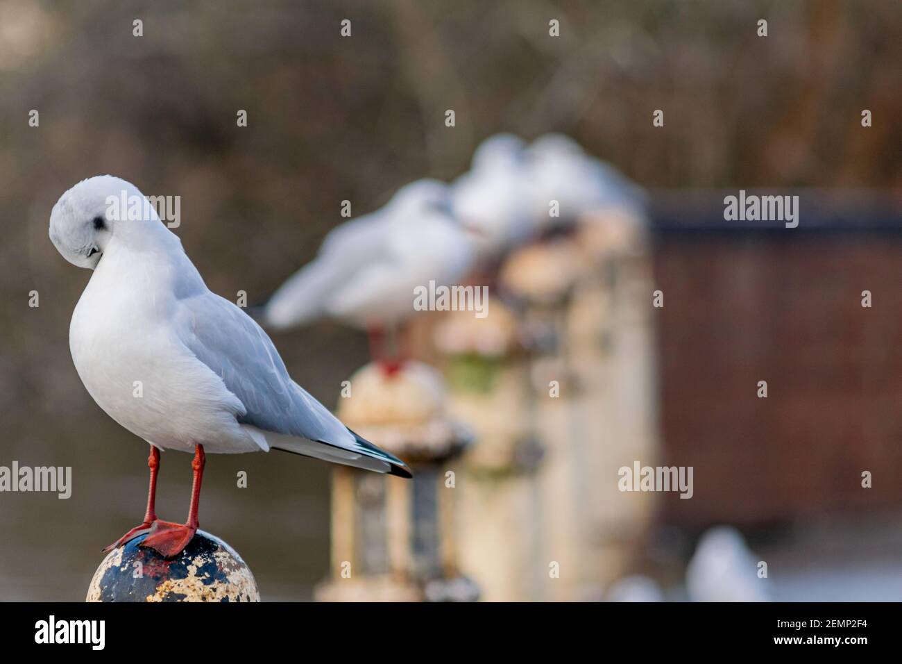 Un piccolo gabbiano a testa nera, gabbiano piume d'inverno seduto su un vecchio palo di metallo vicino al lago, molti gabbiani in fila in piedi su pali con fuoco su t. Foto Stock