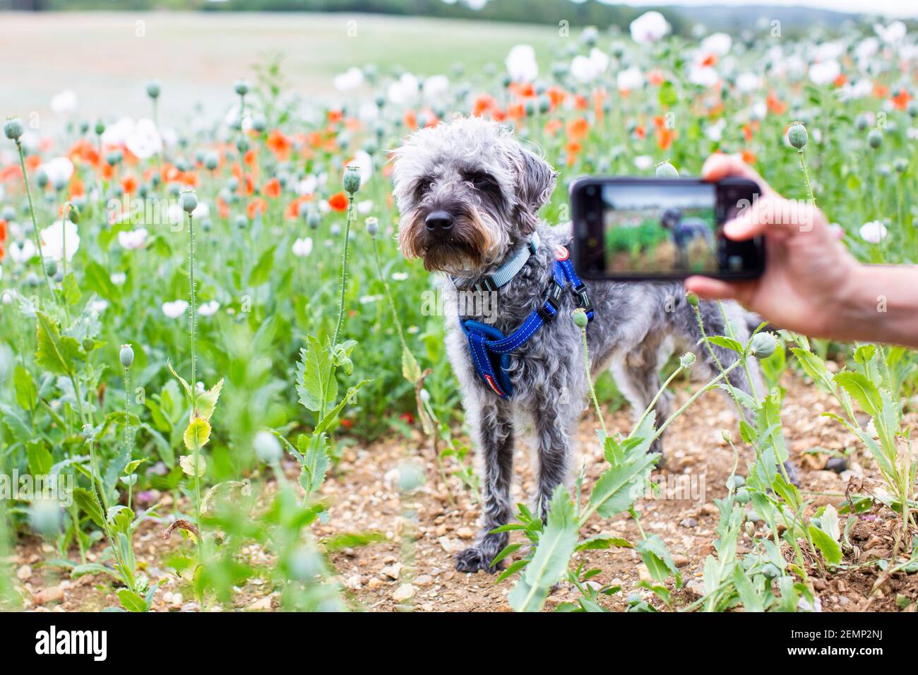Foto di un cane in un campo di papavero, con la sua foto scattata con un telefono cellulare. Sparato in un campo di papaveri in Oxfordshire, Regno Unito Foto Stock