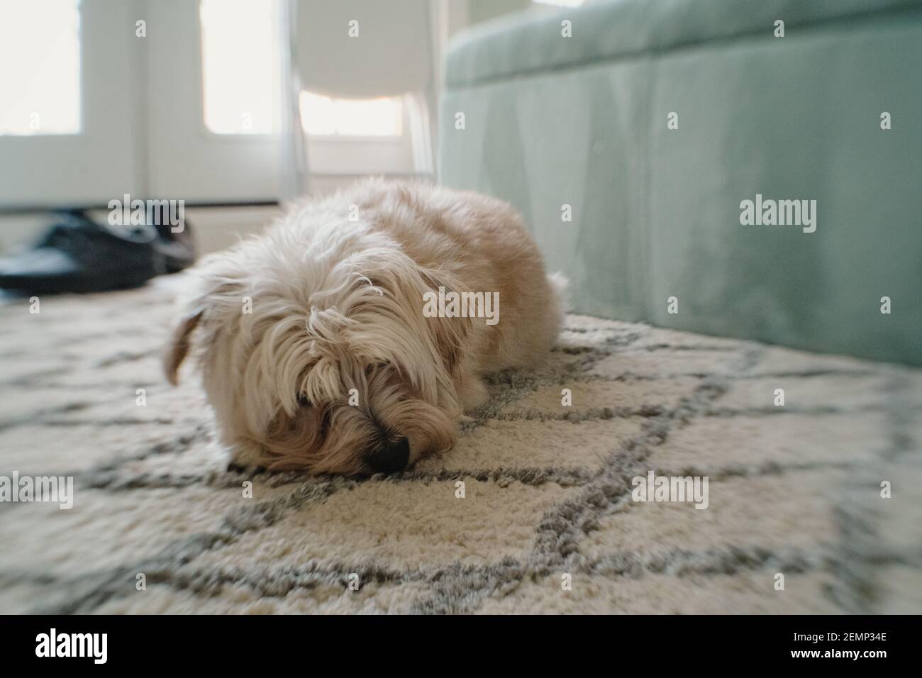 carino cane piccolo posa su pavimento moquette Foto Stock