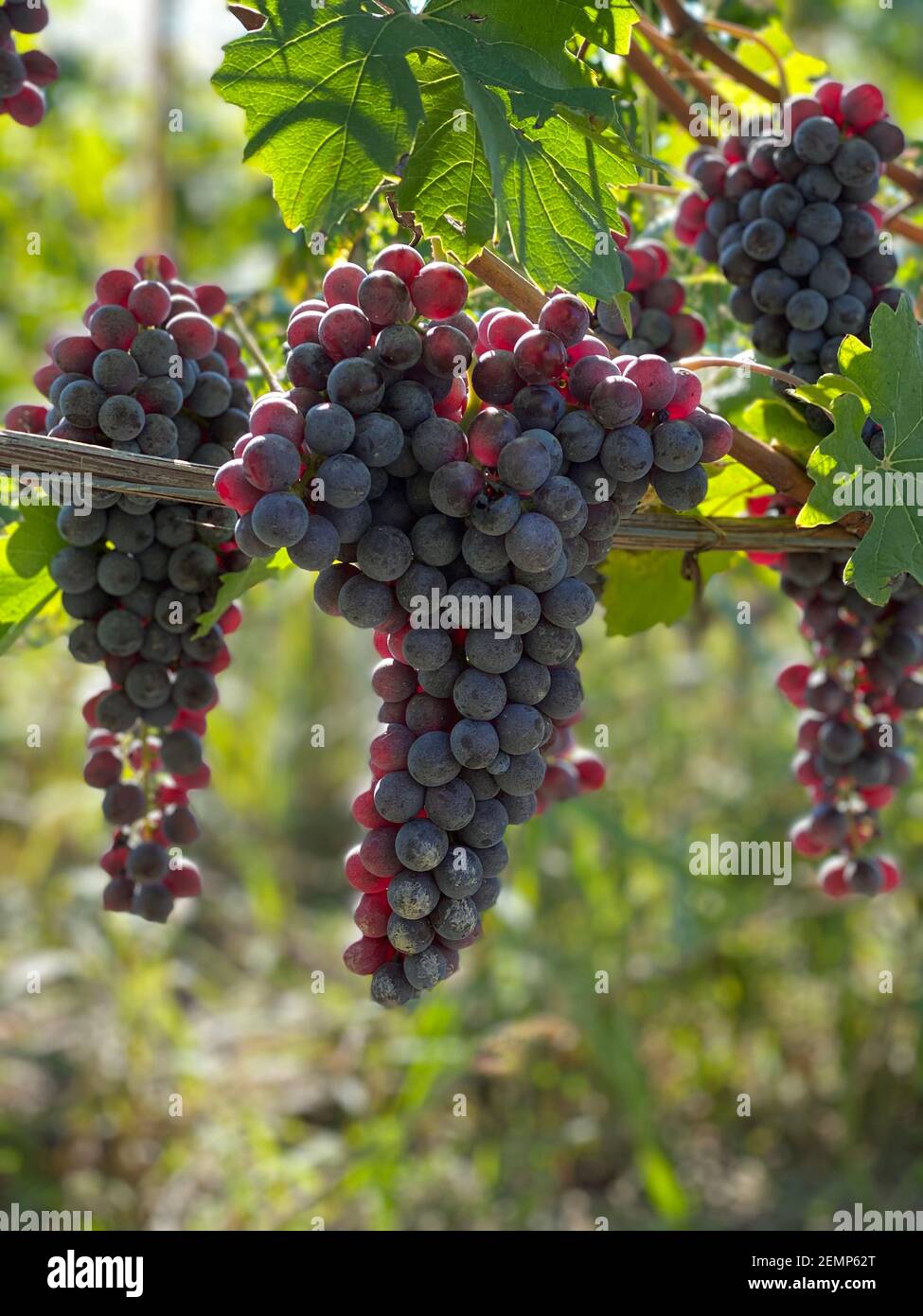 Primo piano di grappoli di uve rosse Foto Stock