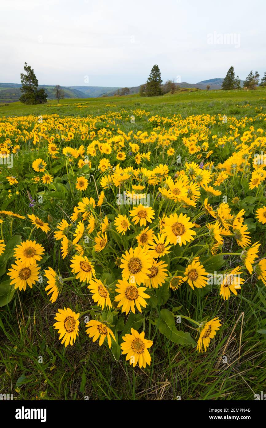 Piante di balsamroot in fiore sull'altopiano sopra la Columbia Fiume Foto Stock